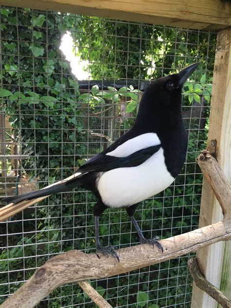 Sophie The Magpie On Twitter Quick Noble Pose Https T Co