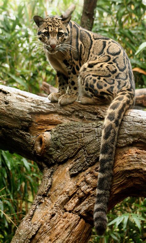 Clouded Leopard - absolutely beautiful | Exotic cats, Beautiful cats