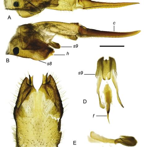 Tipula Vestiplex Hasiya Sp Nov Female Terminalia A Ovipositor Download Scientific