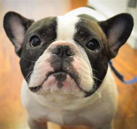 10 Fun Facts You Probably Didnt Know About Your Dogs Nose French