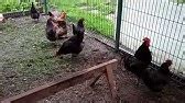 Автокормушка для кур. Автопоилка для кур. - YouTube