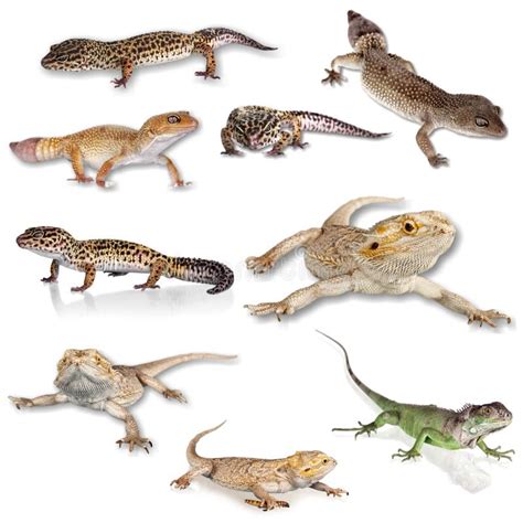 1049 Leopard Spotted Gecko Stock Photos Free And Royalty Free Stock