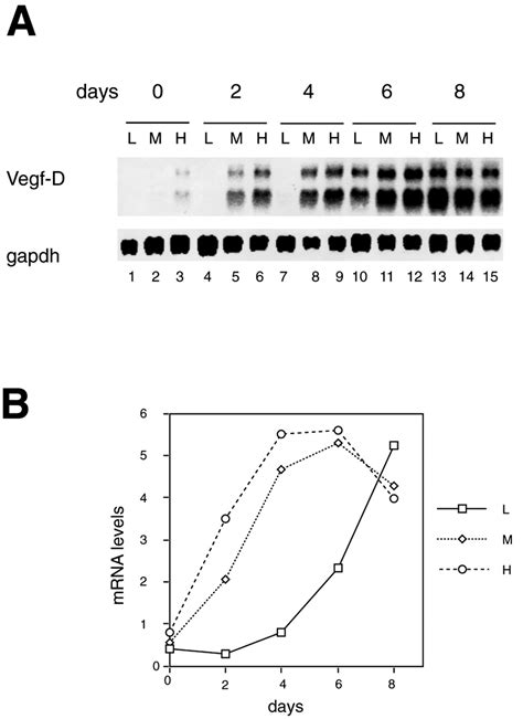 In Fibroblasts Vegf D Expression Is Induced By Cell Cell Contact