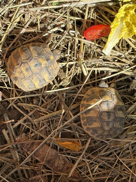 Achetez Tortue De Terre Occasion Annonce Vente Bouillargues