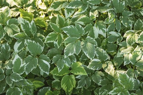 Ground Elder Leaves Green Decorative Background Aegopodium Podagraria