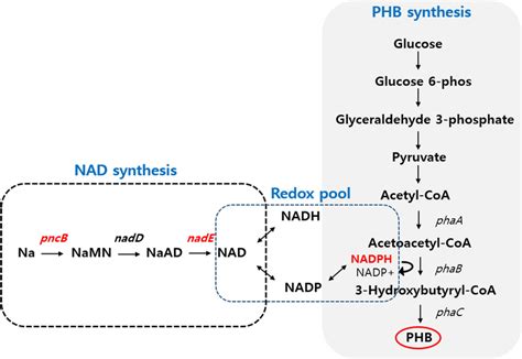 Scheme Of The Nicotinamide Salvage Pathway For Polyhydroxybutyrate