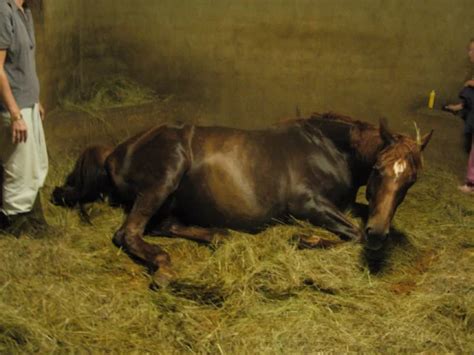 The Birth of a Foal: A Precious Moment in Time - 4theloveofhorses