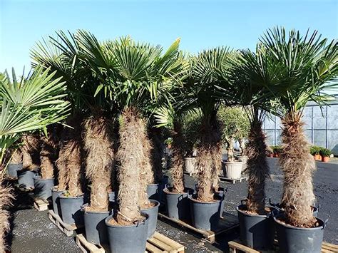 Gruenwaren Jakubik XXXXL 240 270 Cm Trachycarpus Fortunei 160 Cm Stamm