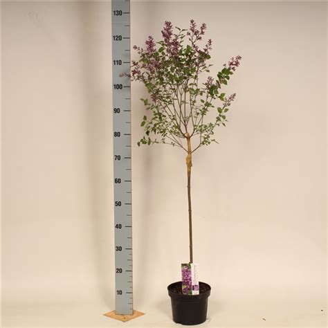 Syringa Bloomerang Dark Purple 60cm Stam 028030 FloraXchange