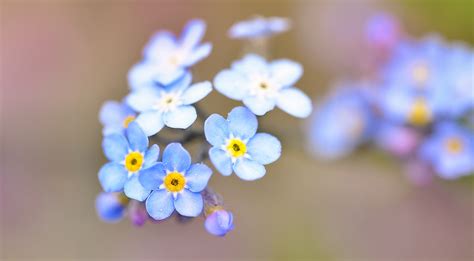 Маленькие цветы (Много фото) - treepics.ru