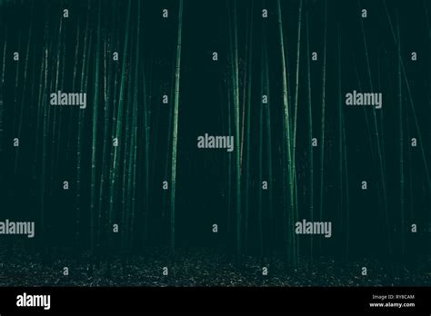 dark scary forest Stock Photo - Alamy