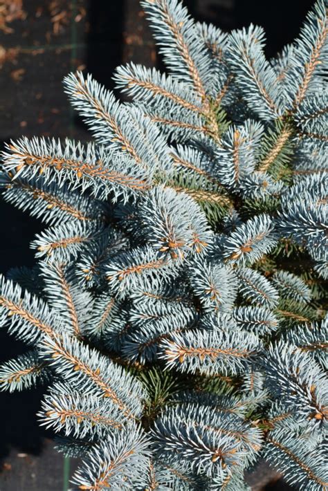 Pallohopeakuusi 'Glauca Globosa'; 25-30,At,Ul - Viherkauppa