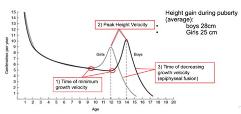 19 Puberty And Sex Development Flashcards Quizlet