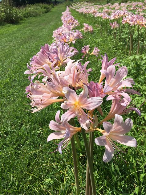 Bareroot Pink Spider Lily Surprise Lily Naked Lady Lily Desertcart INDIA