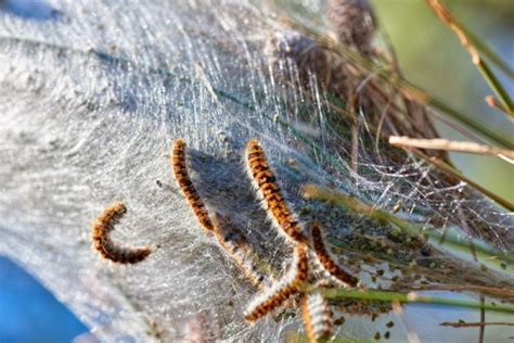 Pine Processionary Caterpillars In Spain Here S Everything You Need To