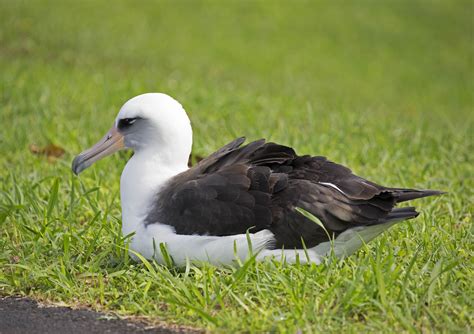 Pictures And Information On Laysan Albatross