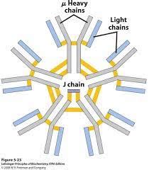 Immunoglobulin M (IgM)