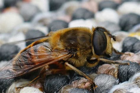 Beetles That Look Like Bees