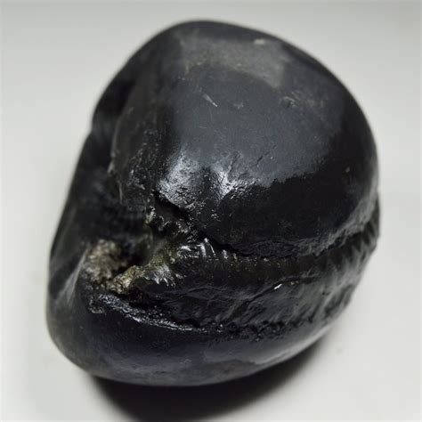 Original Laxmi Narayan Shaligram From Gandaki River Nepal Origin Golden