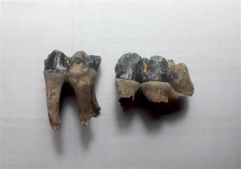 Teeth - Fossil ID - The Fossil Forum