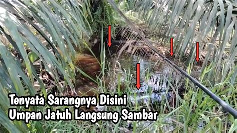 Mancing Ikan Betok Tepat Di Sarangnya Jeckpot Ikan Gabus Youtube