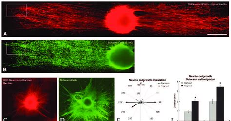 Contact Guidance Role Of Aligned Electrospun Pan Ma Nanofibers Of