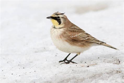 20 Birds That Spend Their Winters in Michigan - A-Z Animals