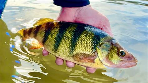 Mississippi River JUMBO Perch Fishing Wisconsin S BEST Perch Fishing