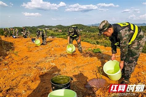 娄底：抗旱保收 基干民兵送水上山为80亩致富油茶“解渴”