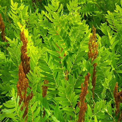 Royal Fern (Osmunda regalis) | K. van Bourgondien