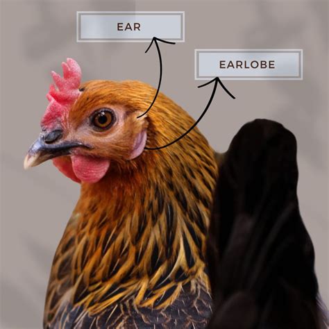 Chicken Ear Anatomy Do Chickens Have Ears And Earlobes The Phat Hen