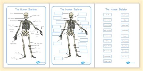 Skull And Bones Labelling Worksheet Human Skeleton