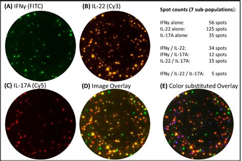 Triple Cytokine Fluorospot Assay Pbmc Were Stimulated With Candida