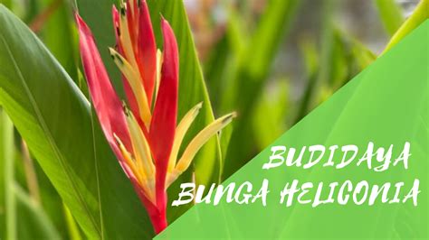 Cara Singkat Budidaya Bunga Heliconia Agribisnis Agrokompleks