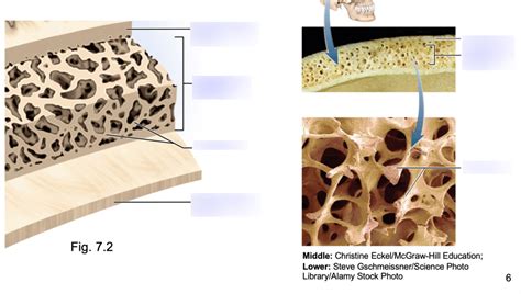 flat bones Diagram | Quizlet