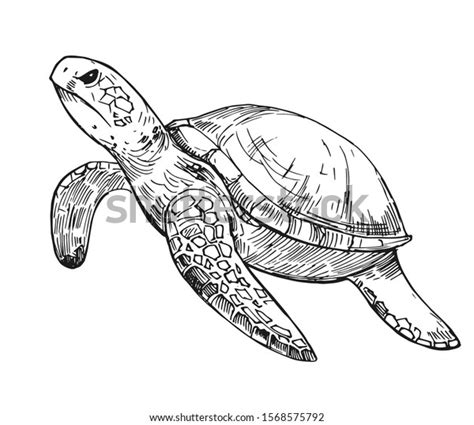 Water Turtle Sketch Hand Drawn Illustration Stock Vector Royalty Free