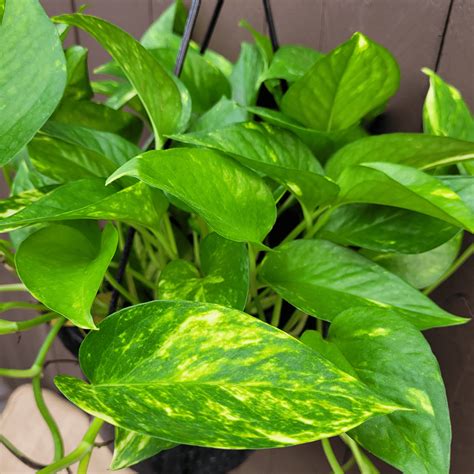 8 Pothos Hanging Basket Golden Van Putte Gardens