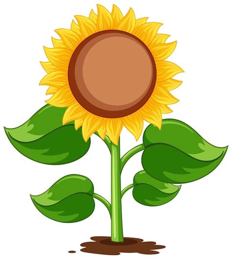 Dibujos Animados De Planta De Girasol Aislado Vector Premium