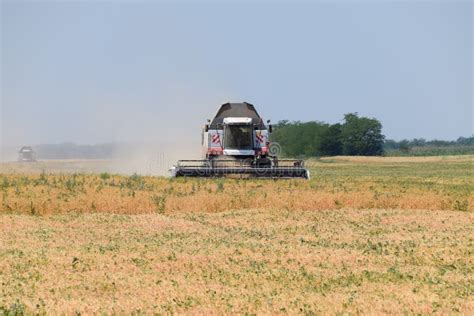 Harvesting Peas with a Combine Harvester. Harvesting Peas from the ...