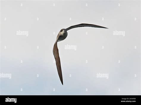 Barau S Petrel Pterodroma Baraui Adult In Flight Reunion Indian