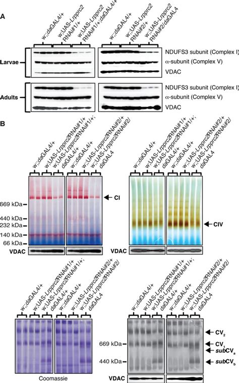 Steady State Levels And Activities Of The Oxphos Complexes A Western