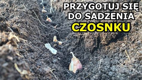 Przygotuj się do SADZENIA CZOSNKU Jesienią Jaki Czosnek wybrać