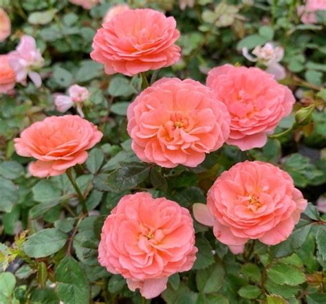 Top 10 Drift Roses Colors - SONG OF ROSES