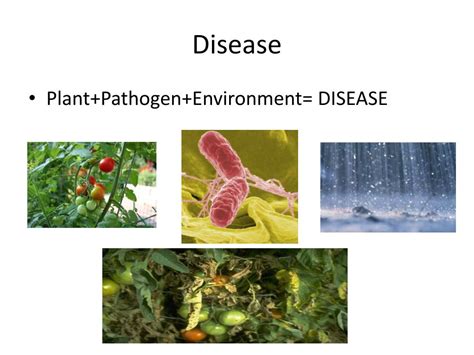 Ppt Diagnosing Plant Diseases And Pests Powerpoint Presentation Free