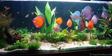 Bigalú Aquários E Peixes Ornamentais - Fotos de peixes ornamentais em aquários – Dicas Úteis Brasil