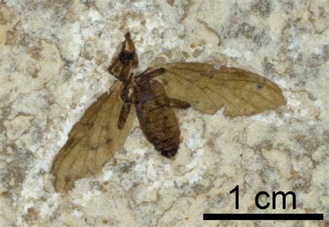 3. Types of fossil preservation - Digital Atlas of Ancient Life