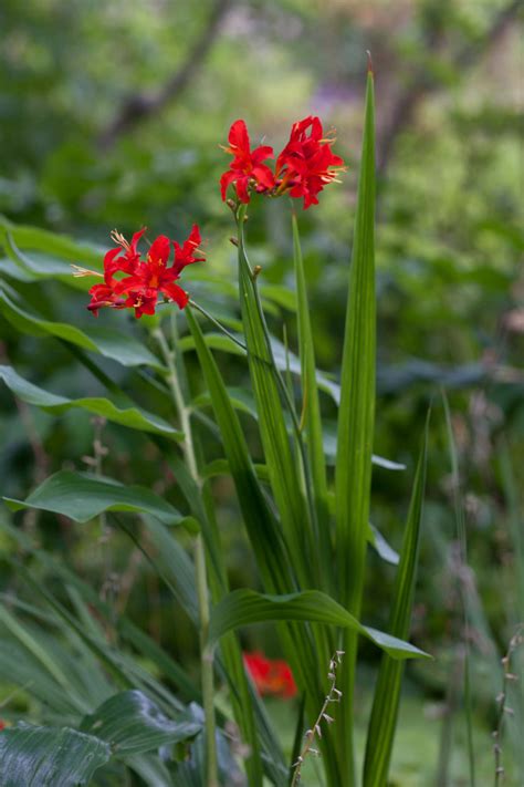 Crocosmia × crocosmiiflora &Red King& | montbretia &Red King ...