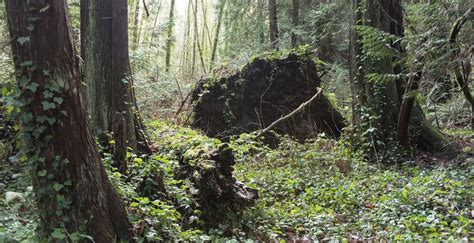 Invasive Species Bainbridge Island Land Trust