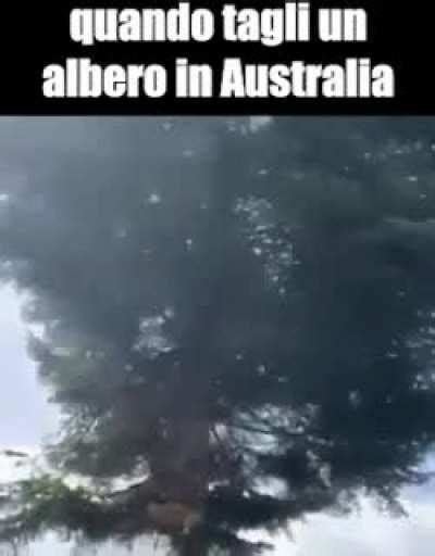 Non Hai Mai Visto Un Albero Volare Dankmemesita