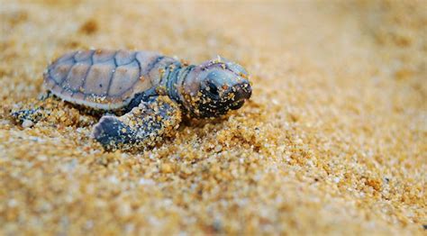 Hawksbill Sea Turtle Baby